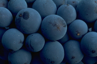 blueberriesweb